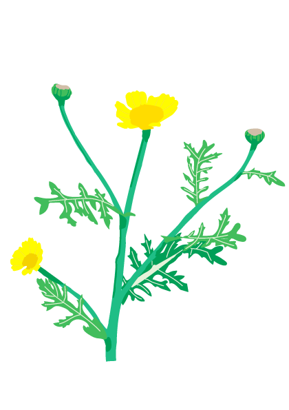 Speisechrysanthime